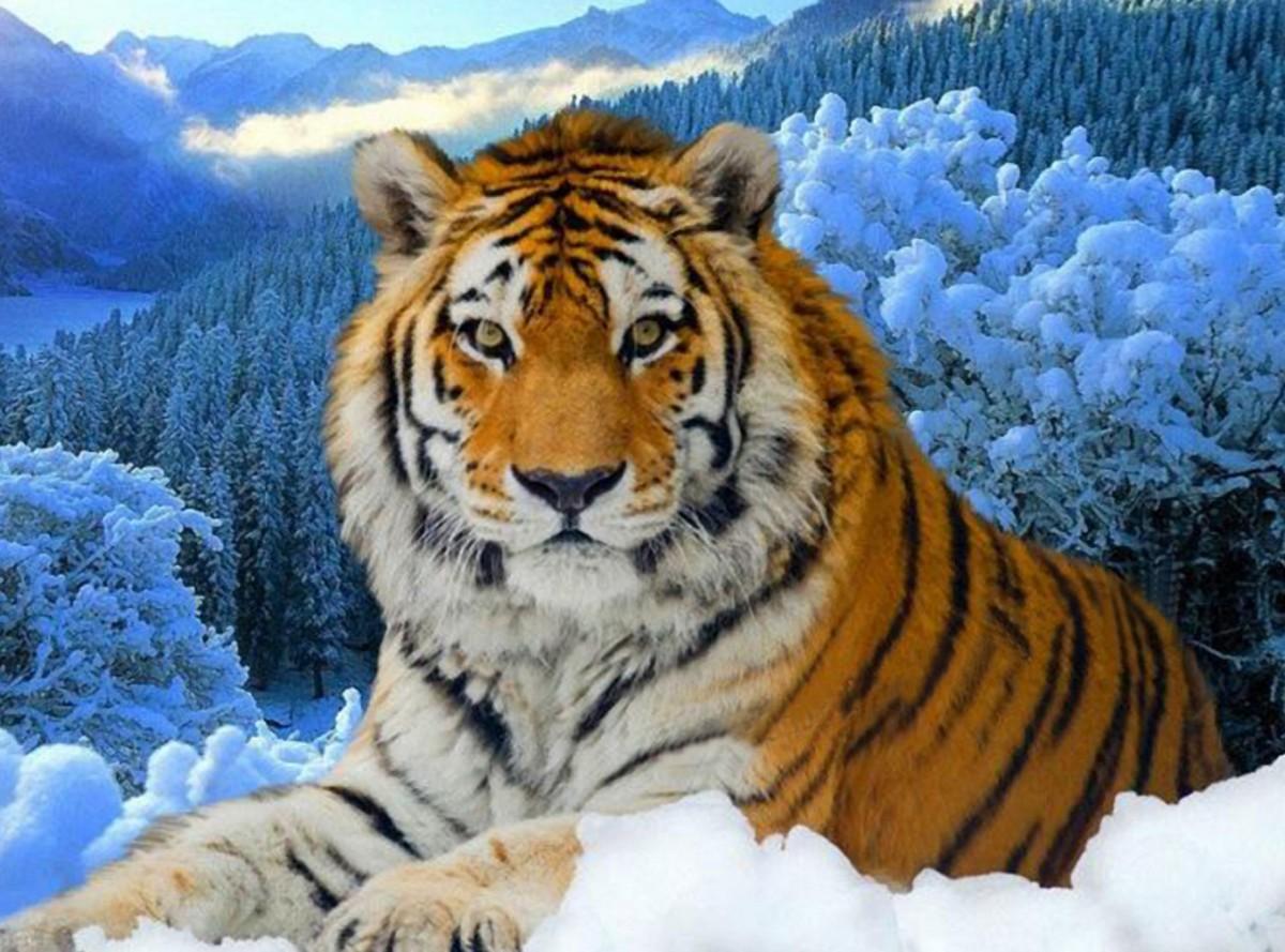 Обои Животные Тигры, обои для рабочего стола, фотографии животные, тигры,  зима, снег, хищник Обои для рабочего стола, скачать обои картинки заставки  на рабочий стол.