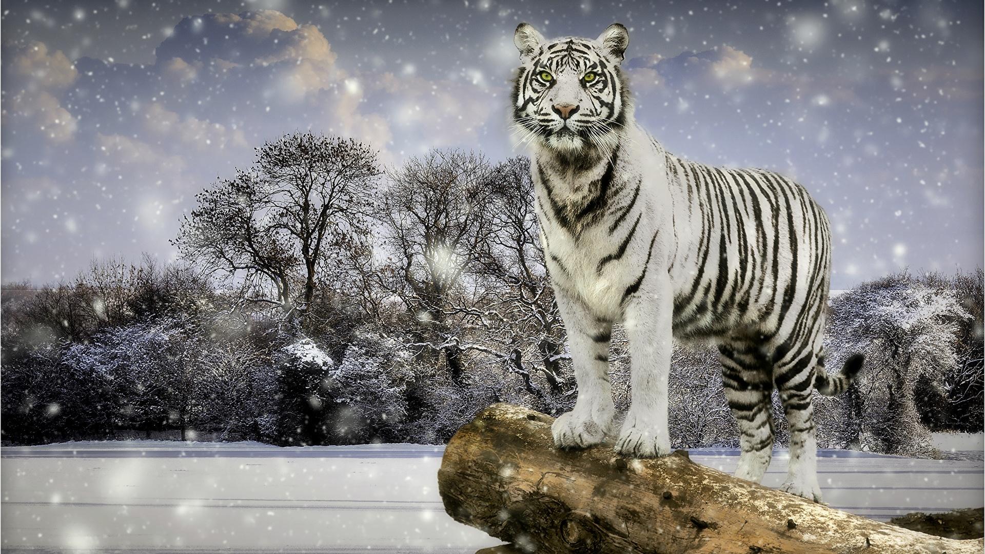 Картинка Тигры Зима белых Снежинки животное 1920x1080