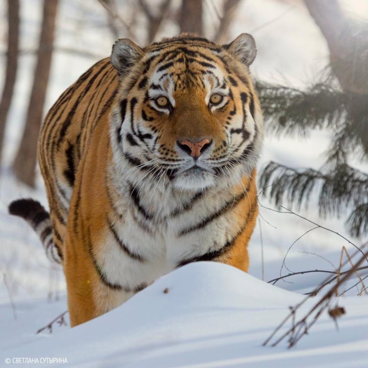 Интерьерная картина Coolpodarok Тигр Зима Новый Год Год Тигра Снег - купить  по низкой цене в интернет-магазине OZON (529886912)