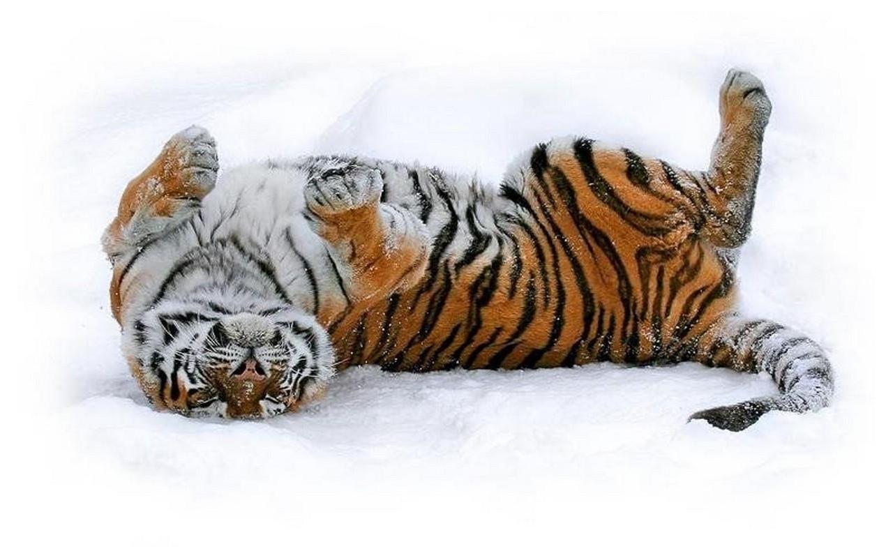 картинки : снег, холодно, зима, Посмотреть, Дикая природа, Дикий, зоопарк,  Кот, Млекопитающее, Хищник, Закрыть, Фауна, Тигр, Животные, Позвоночный,  Нюрнберг, Tiergarten, Опасный, тигренок, Молодое животное, Большие кошки,  Молодой тигр, Кошка как ...