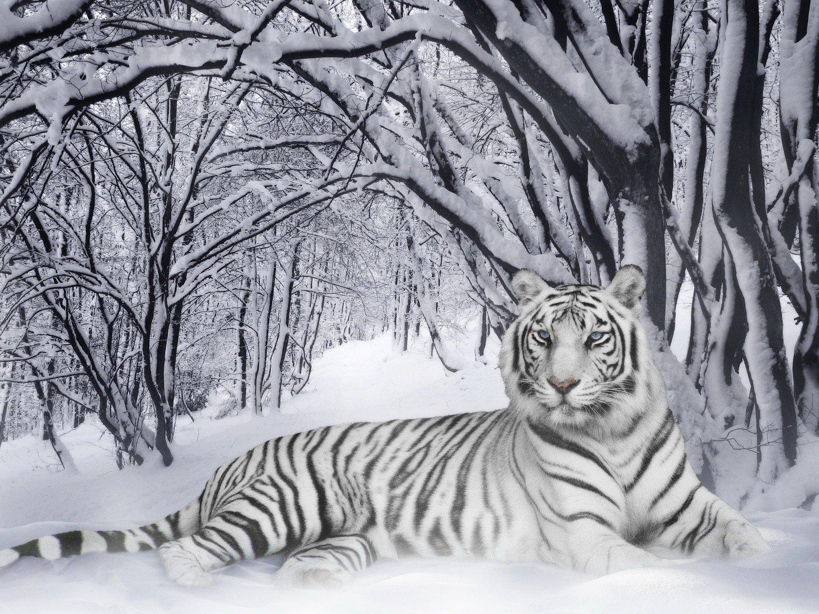 Идя сибирский тигр в одичалой природе зимы - Altaica Тигра пантеры Стоковое  Изображение - изображение насчитывающей мясоед, прогулка: 90826497