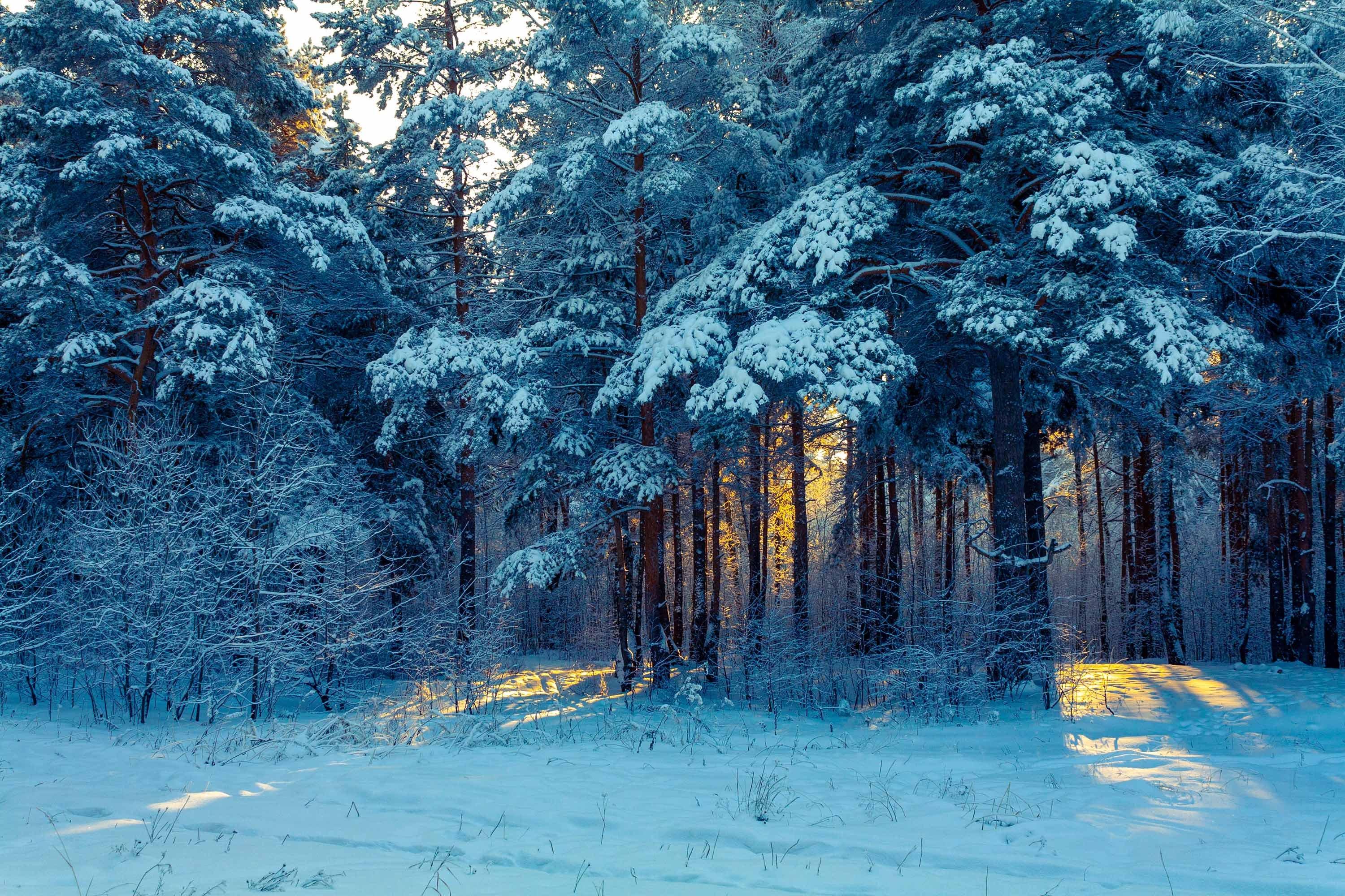 Рисунок Зима в лесу №78168 - «Зимняя сказка» (13.02.2024 - 03:36)