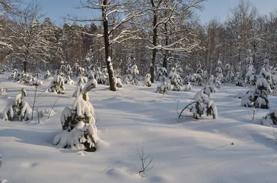 Картина Зима в лесу ᐉ Щербакова Лидия ᐉ онлайн-галерея Molbert.