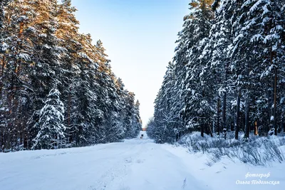 Зима в лесу. Photographer Chizh Andrey