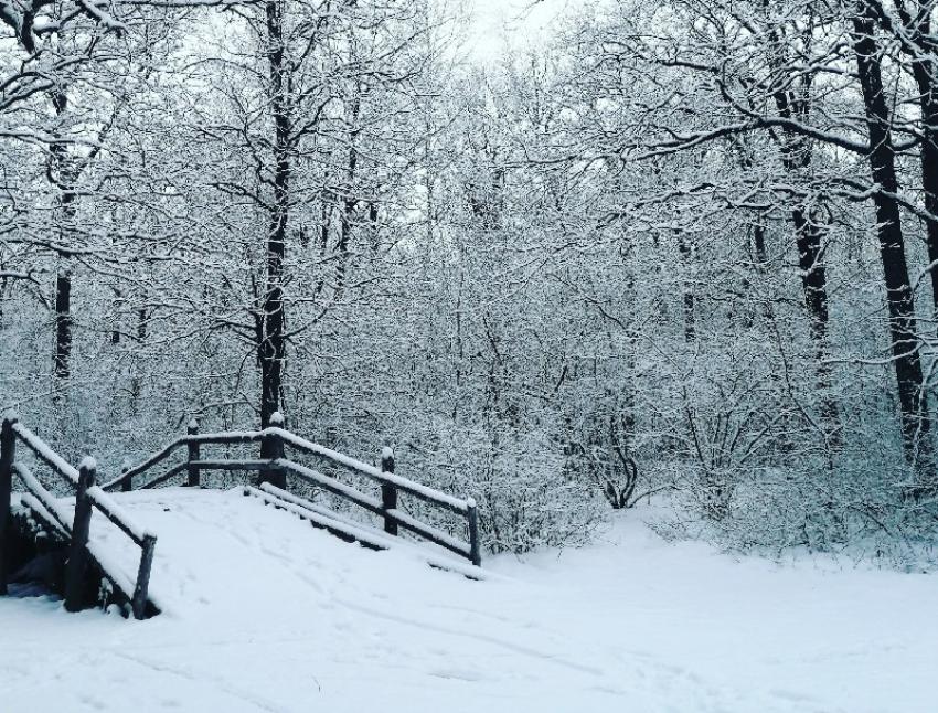 Капризы природы: в Запорожье в марте выпал снег (ФОТО-ВИДЕО) - Vmestezp.org