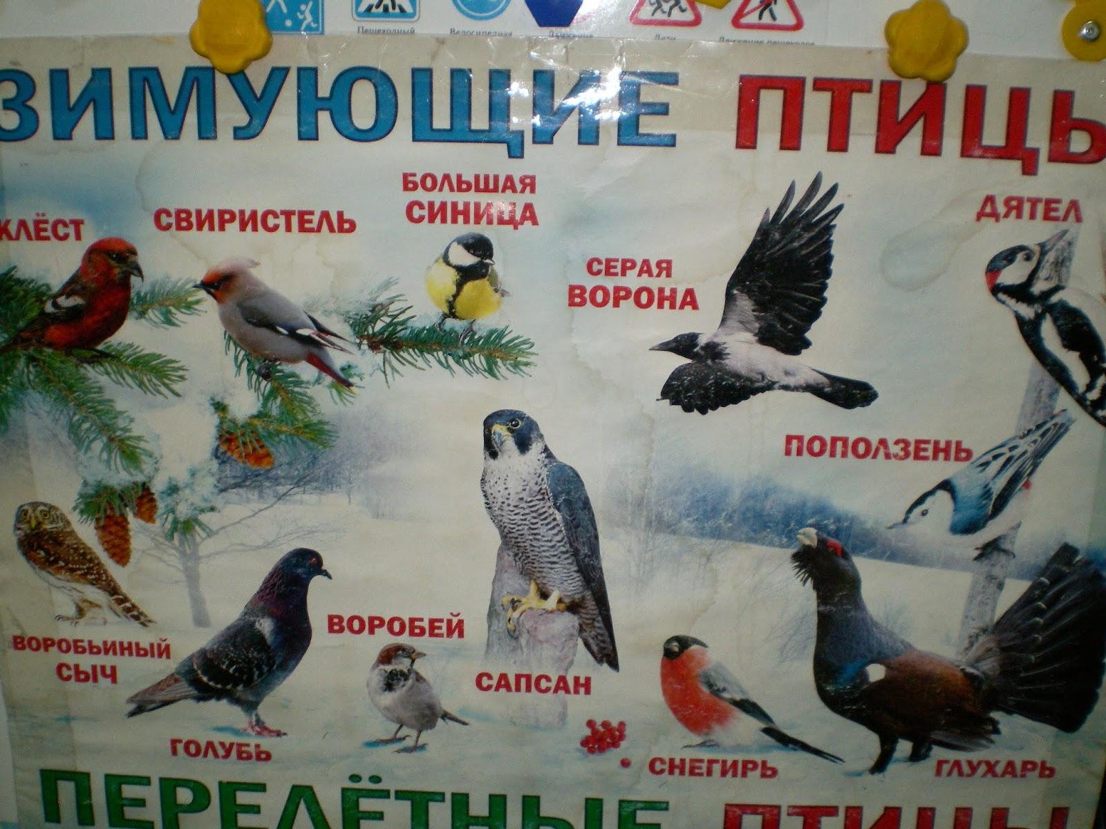 группа \"Непоседы\": \"Зимующие птицы Урала\"