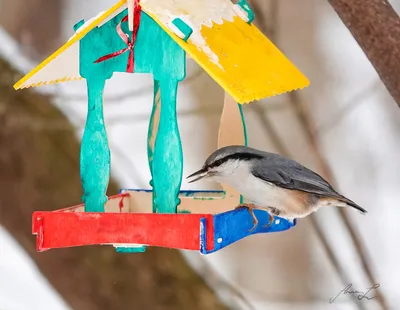Раскраски птицы на кормушке (49 фото) » Картинки, раскраски и трафареты для  всех - Klev.CLUB