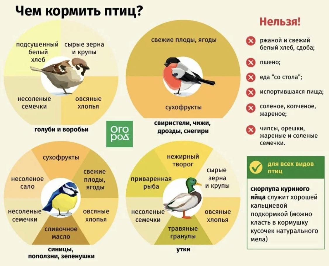 День зимующих птиц России! - Главная