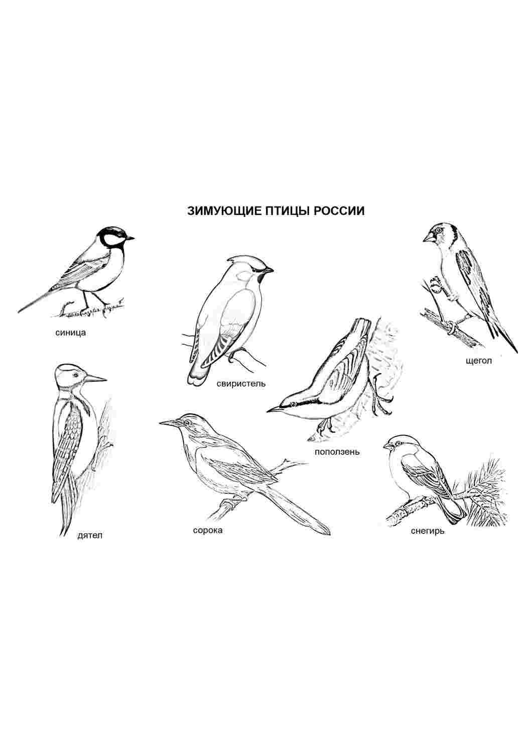 Картинки зимующих птиц для раскрашивания фотографии