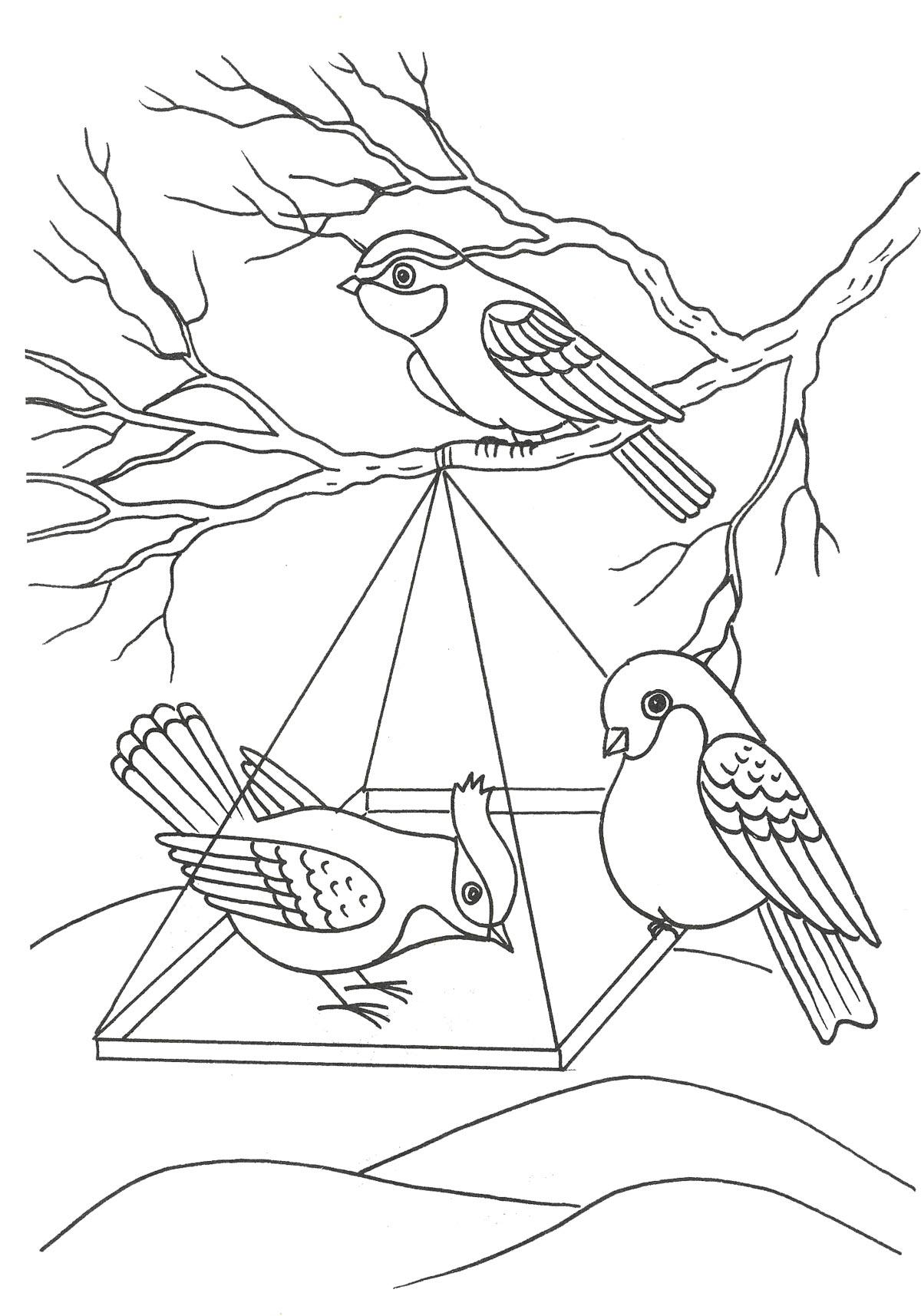 Раскраски Зимующие птицы для детей 6 7 лет (37 шт.) - скачать или  распечатать бесплатно #2440