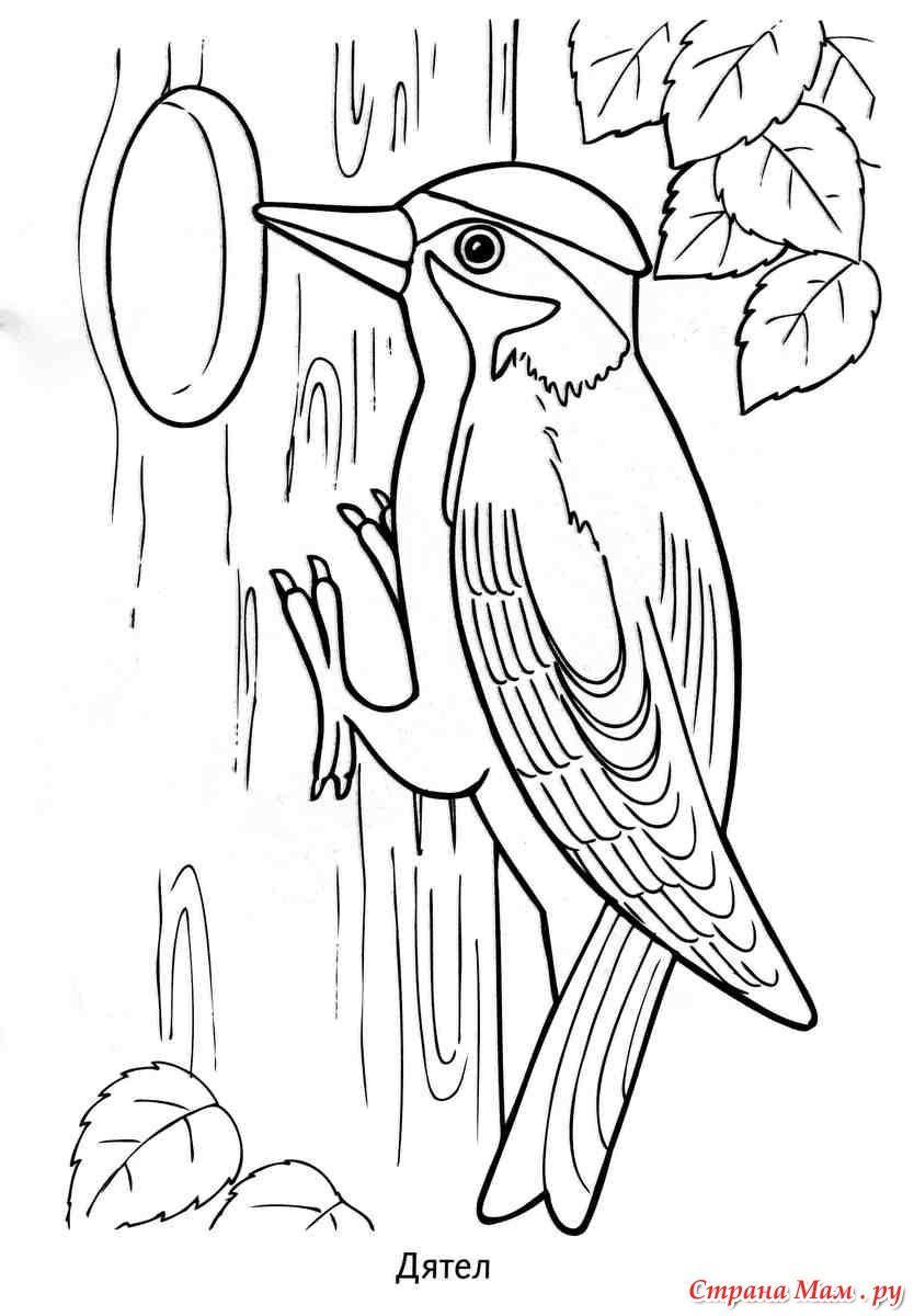 Зимующие птицы | Раскраски, Лесные животные, Легкие рисунки