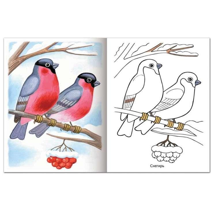 Зимующие птицы: стихи, раскраски, кроссворд