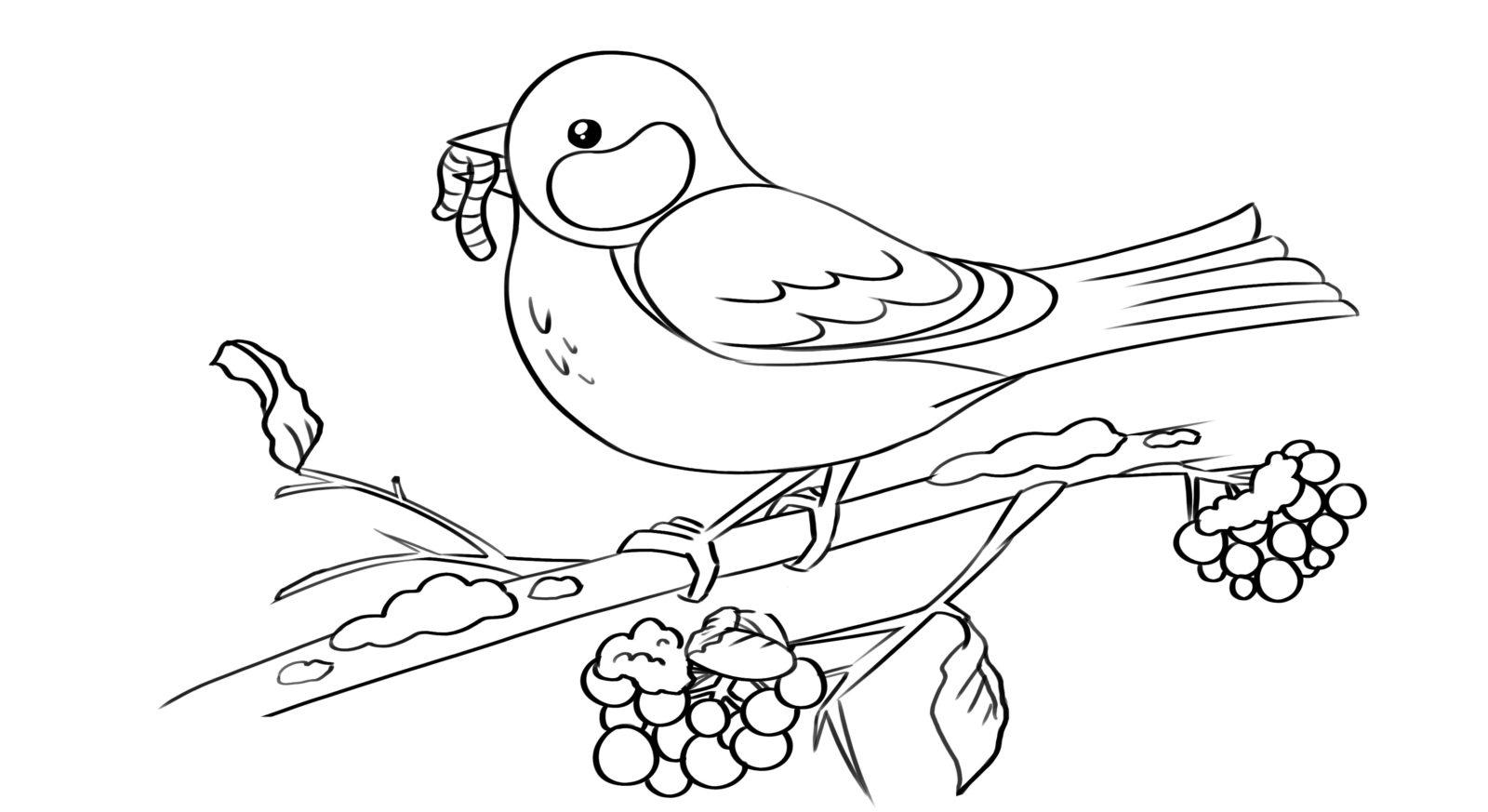 Раскраски: зимующие птицы для детей