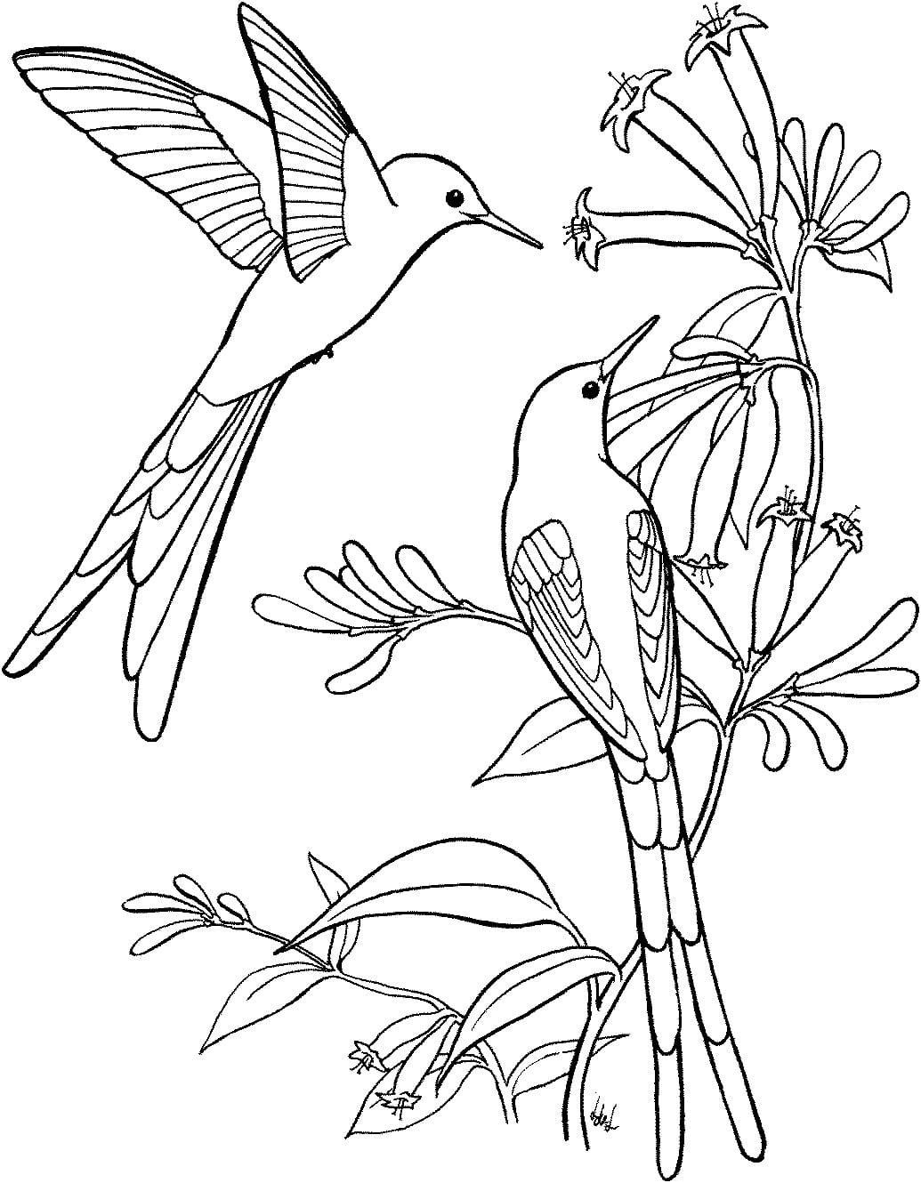 Картинки птицы весной черно белые (59 фото) » Картинки и статусы про  окружающий мир вокруг