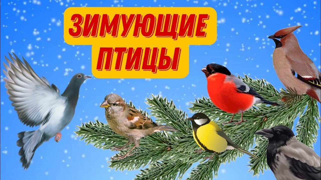 15 января - день зимующих птиц. | Школьный портал Республики Мордовия