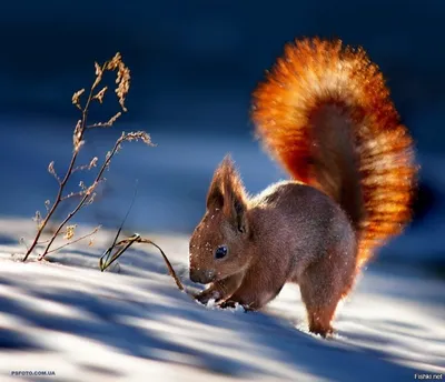 Животные зимой раскраска - 55 фото