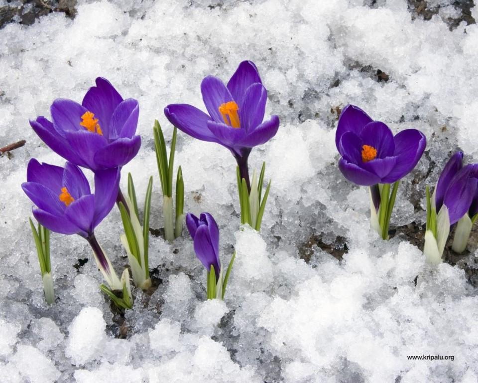 Зима... А хочется весны! Автор музыки Виктор Горшков | Елена | Дзен