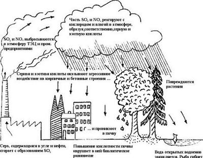 Кислотные дожди, как и почему возникает это явление - Материалы по экологии