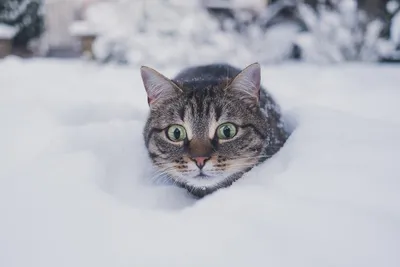 зимний кот :: Максим Вышарь – Социальная сеть ФотоКто