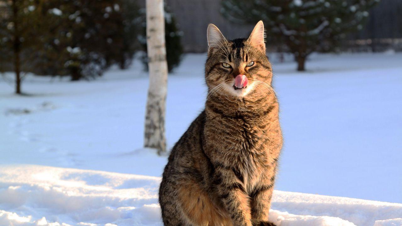 картинки : филиал, снег, зима, животное, Дикая природа, Кот, Погода,  Млекопитающее, Фауна, Бакенбарды, Позвоночный, рысь, Дикая кошка, От  маленьких до средних кошек, Кошка как млекопитающее 5184x3456 - - 1013675 -  красивые картинки - PxHere