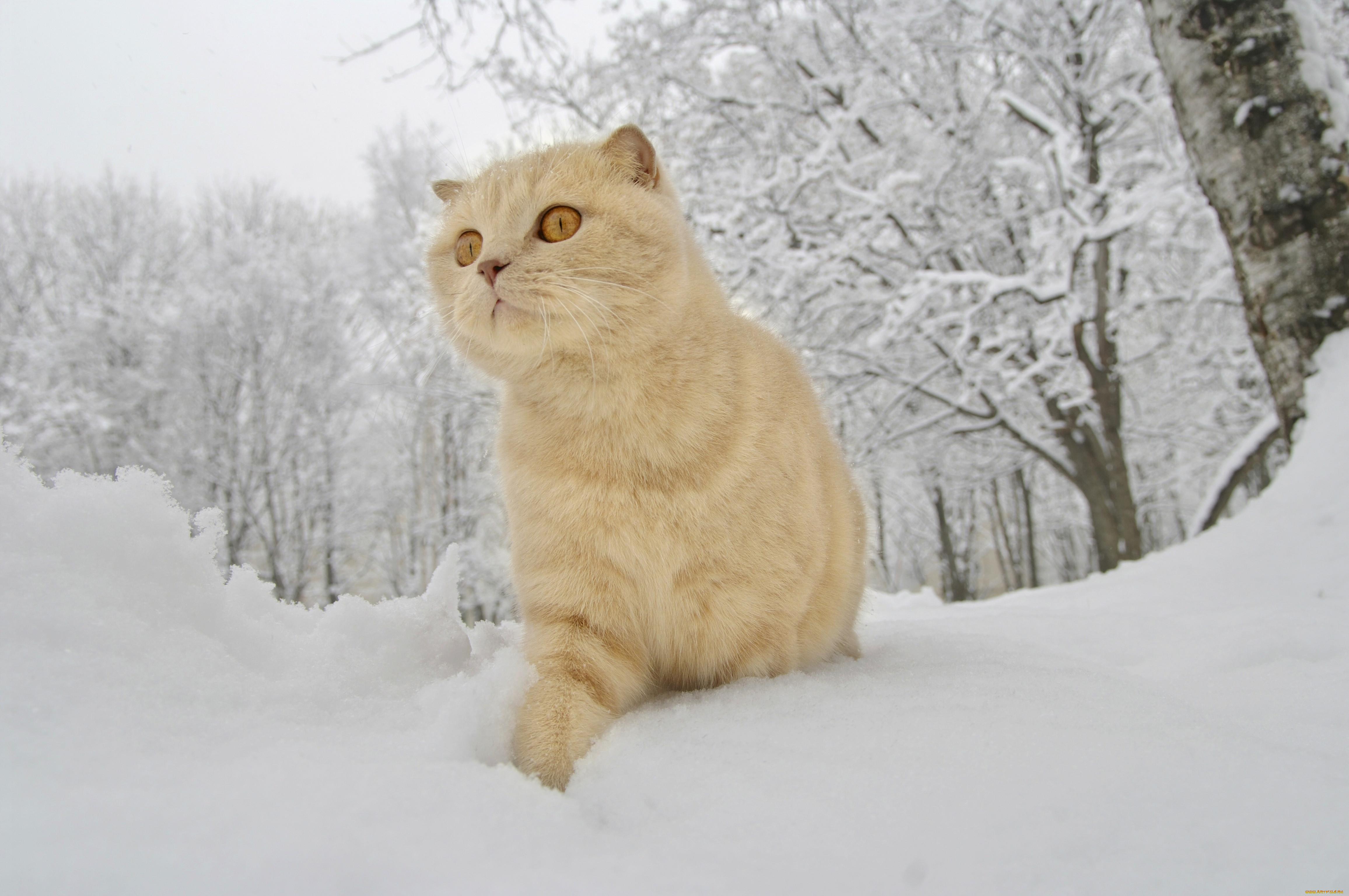 Зимний кот обои - 61 фото