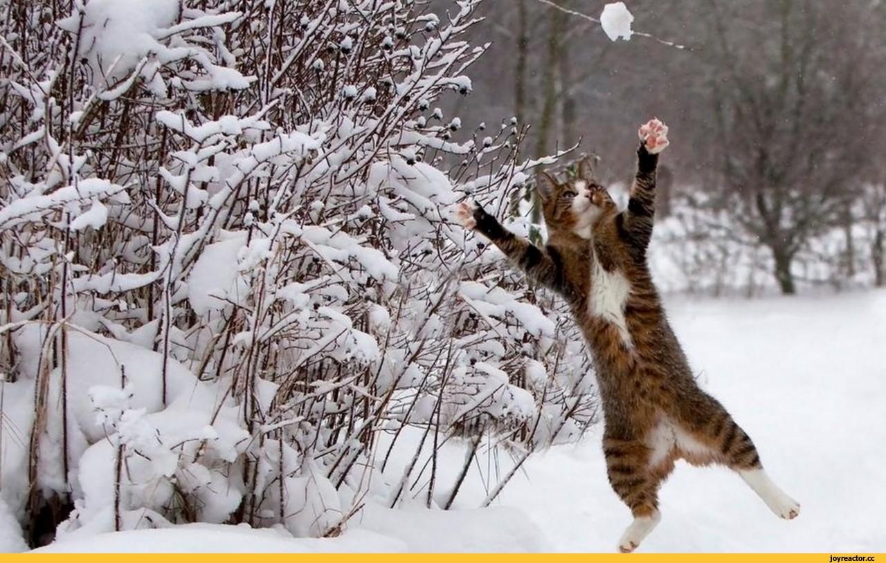 Кот зима, красиво, реалистично, …» — создано в Шедевруме