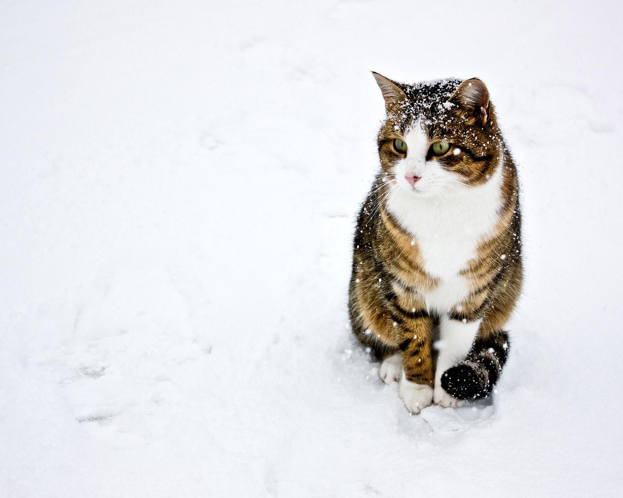 Коты и зима | Пикабу