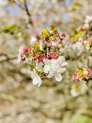 Цветок Весна Красивая - Бесплатное фото на Pixabay - Pixabay