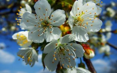 Картинка Весна красивая » Весна » Природа » Картинки 24 - скачать картинки  бесплатно