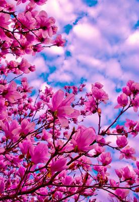 весеннее время. красивое цветущее дерево. весна природы и красочный фон.  сакура Стоковое Изображение - изображение насчитывающей расцвет, рост:  275194509