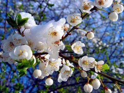 Красивые деревья сакуры, весна, …» — создано в Шедевруме