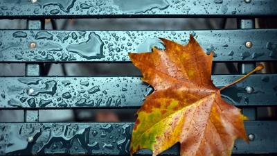 Красивые старые иссушенные желтые осенние листья в луже на земле под дождем  Стоковое Изображение - изображение насчитывающей яркое, красивейшее:  159849731