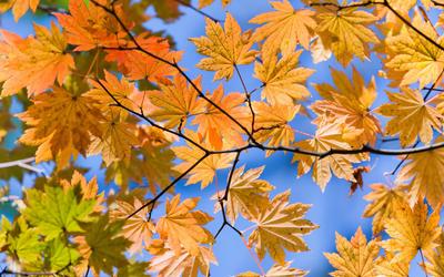 Осенняя фотосессия на природе: идеи и советы – блог интернет-магазина  Порядок.ру