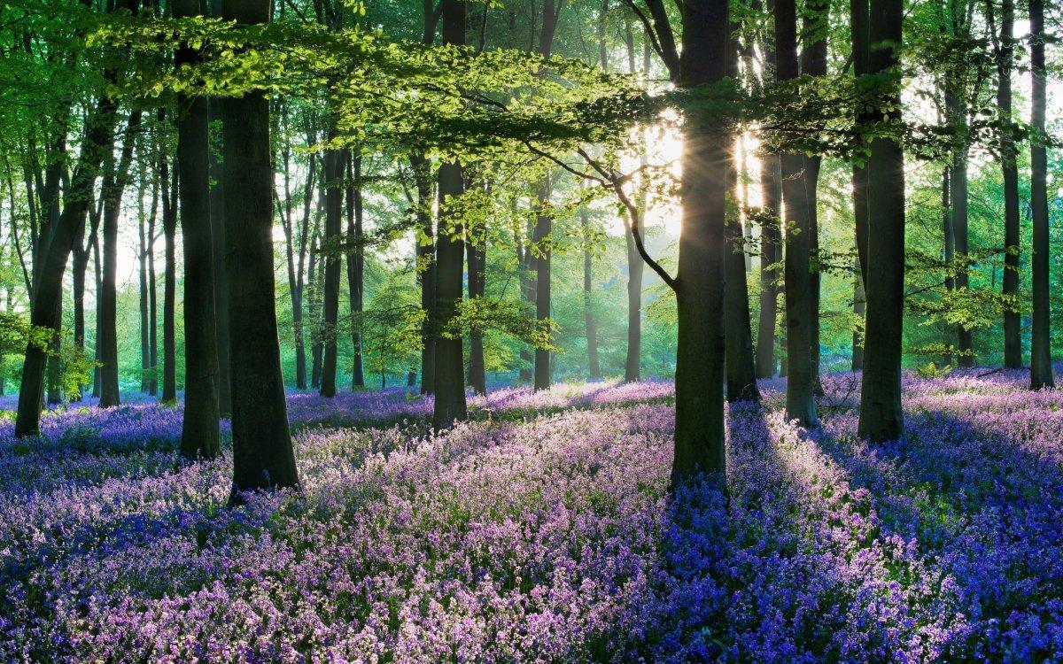 Картинки весна в лесу красивые (69 фото) » Картинки и статусы про  окружающий мир вокруг