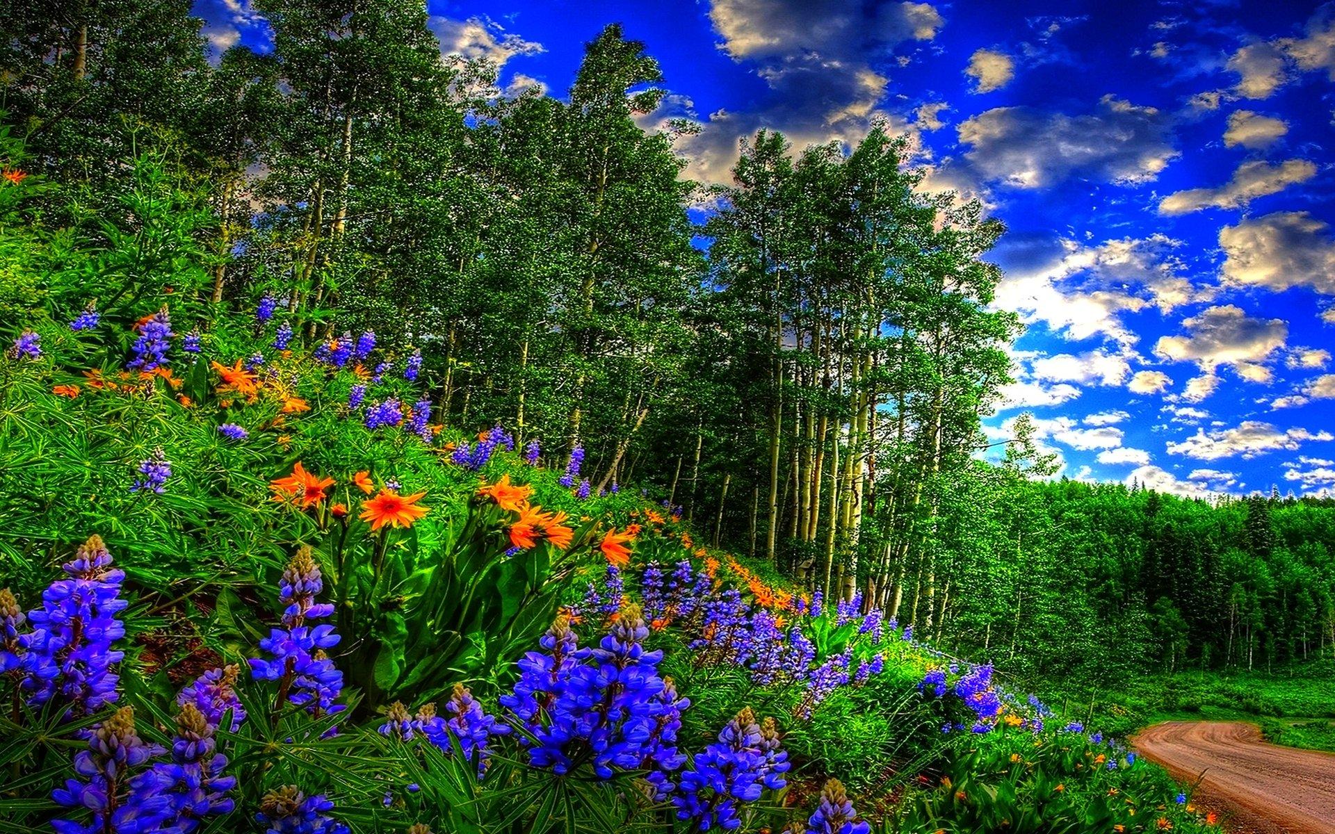 Красивая поляна в лесу - 68 фото