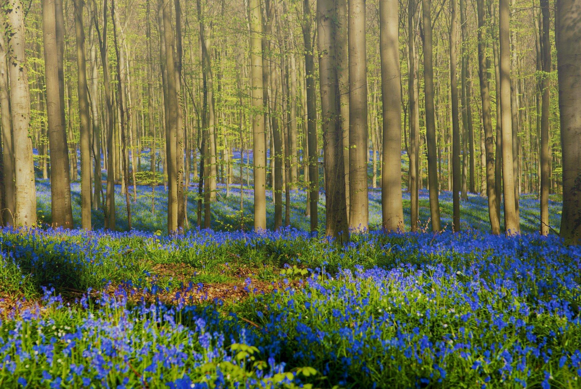Красивый лес весной стоковое изображение. изображение насчитывающей  сценарно - 133411581