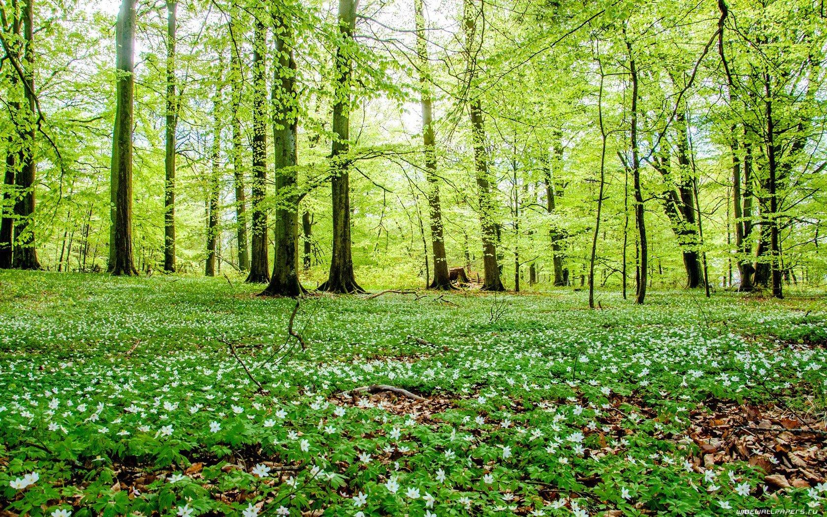 Лиственный Лес Весной Естественный Фон — стоковые фотографии и другие  картинки Без людей - Без людей, Вертикальный, Весна - iStock