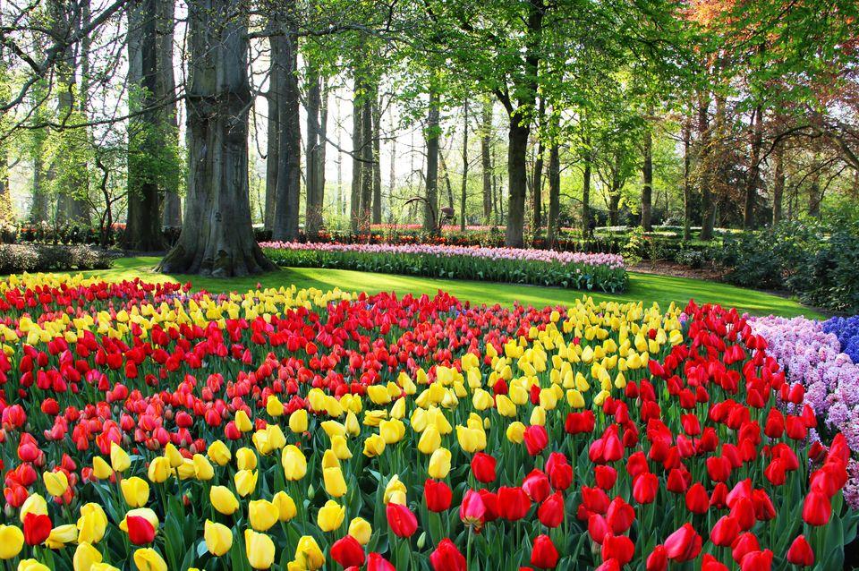 Файл:Члинский лес весной.jpg — Википедия