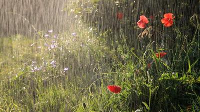 Летний дождь, эстетично, красиво, …» — создано в Шедевруме