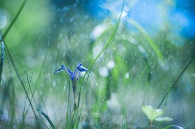 Летний дождь и цветы рудбеккии Stock Photo | Adobe Stock