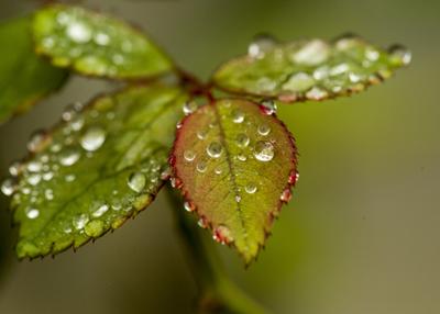 Красивая дождливая осень (58 фото) - 58 фото