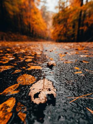 Осенний дождь фото красивые: фото, изображения и картинки