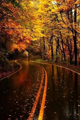 Осенний дождь (74 фото) »