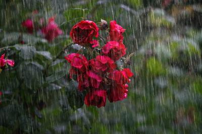 Дождь , эстетично, красиво, реалистично…» — создано в Шедевруме