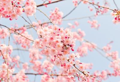 Здесь самая красивая весна… Волшебная Тоскана, Япония или Армения? –  Onlinetours.ru