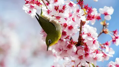 Весенние цветы - красивые картинки (85 фото)