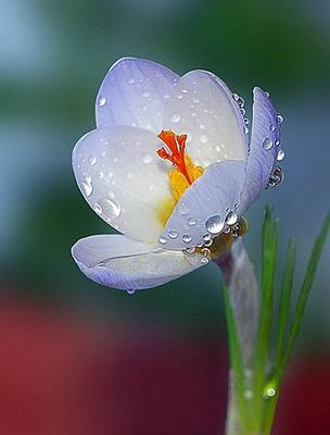 Красивые картинки - Привет, весна! - RozaBox.com