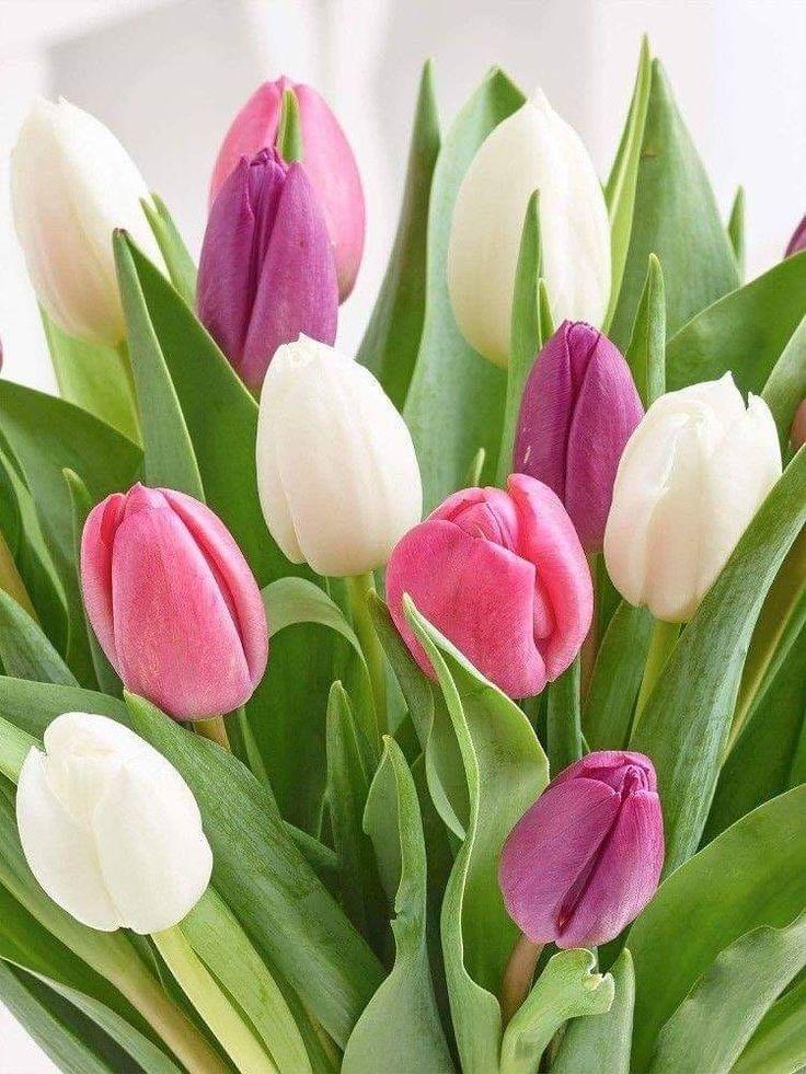 Обои тюльпаны, цветы, белые, весна, красота, зелень картинки на рабочий  стол, фото скачать бесплатно