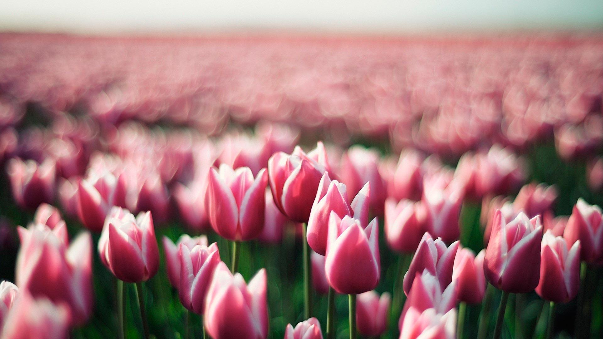 Тюльпаны Весна Цветет - Бесплатное фото на Pixabay - Pixabay