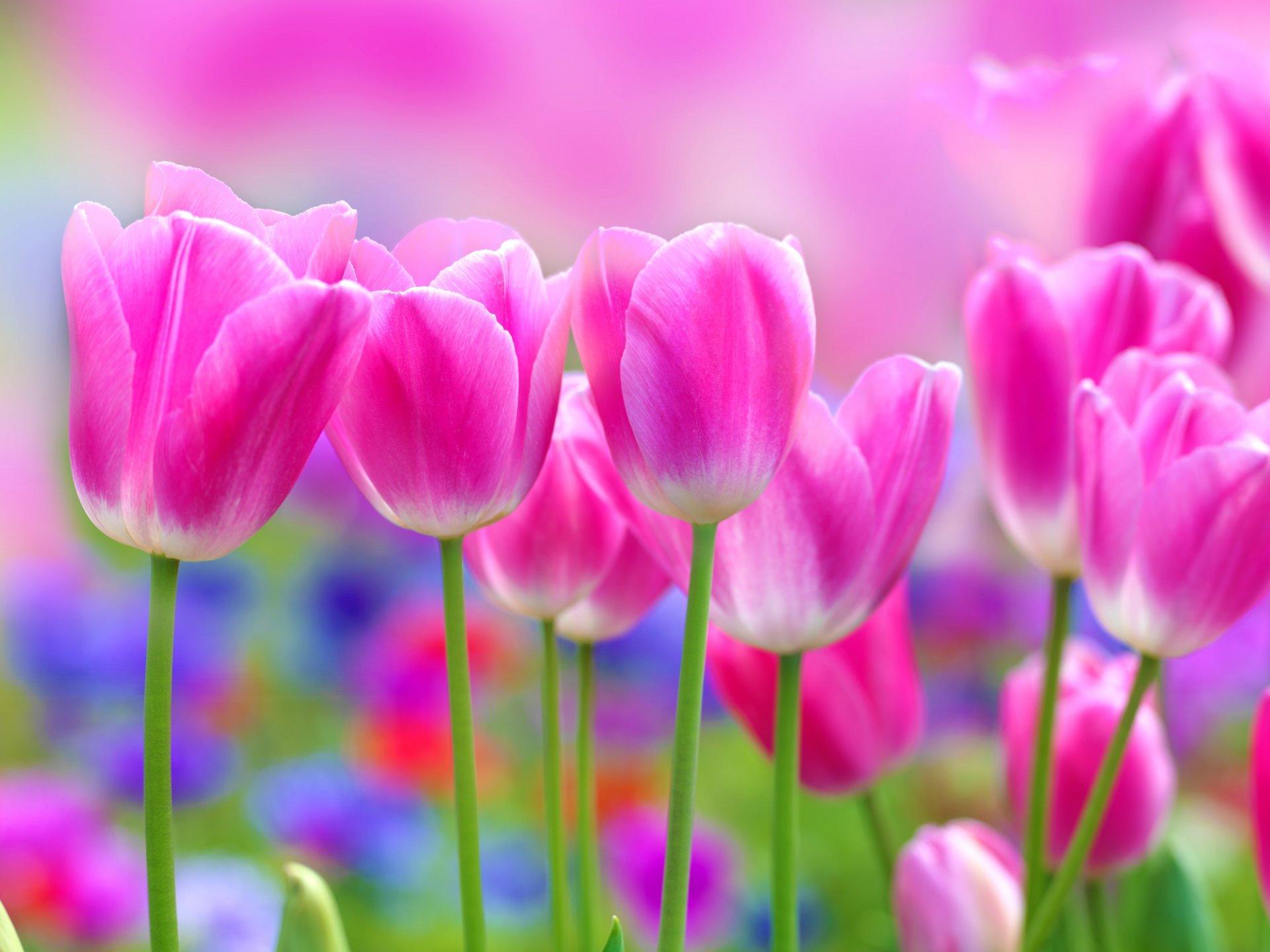 Картинки весна тюльпаны красивые (69 фото) » Картинки и статусы про  окружающий мир вокруг